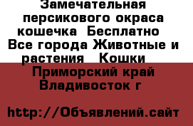 Замечательная персикового окраса кошечка. Бесплатно - Все города Животные и растения » Кошки   . Приморский край,Владивосток г.